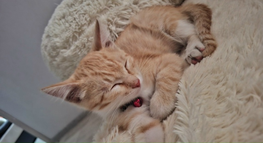 Пропала кошка в Иркутске — фото объявления