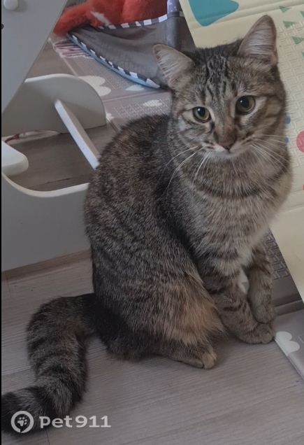 Пропала кошка в Иркутске — фото объявления