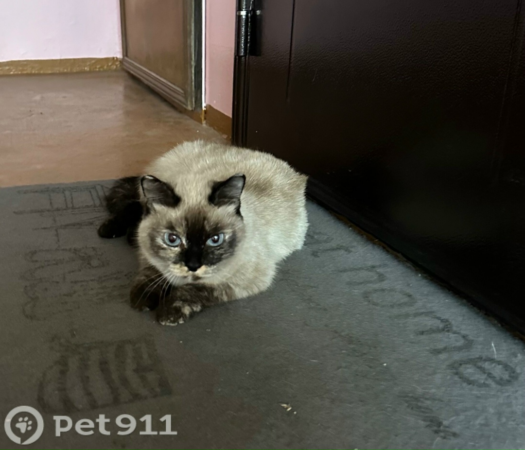 Найдена кошка в Иркутске — фото объявления