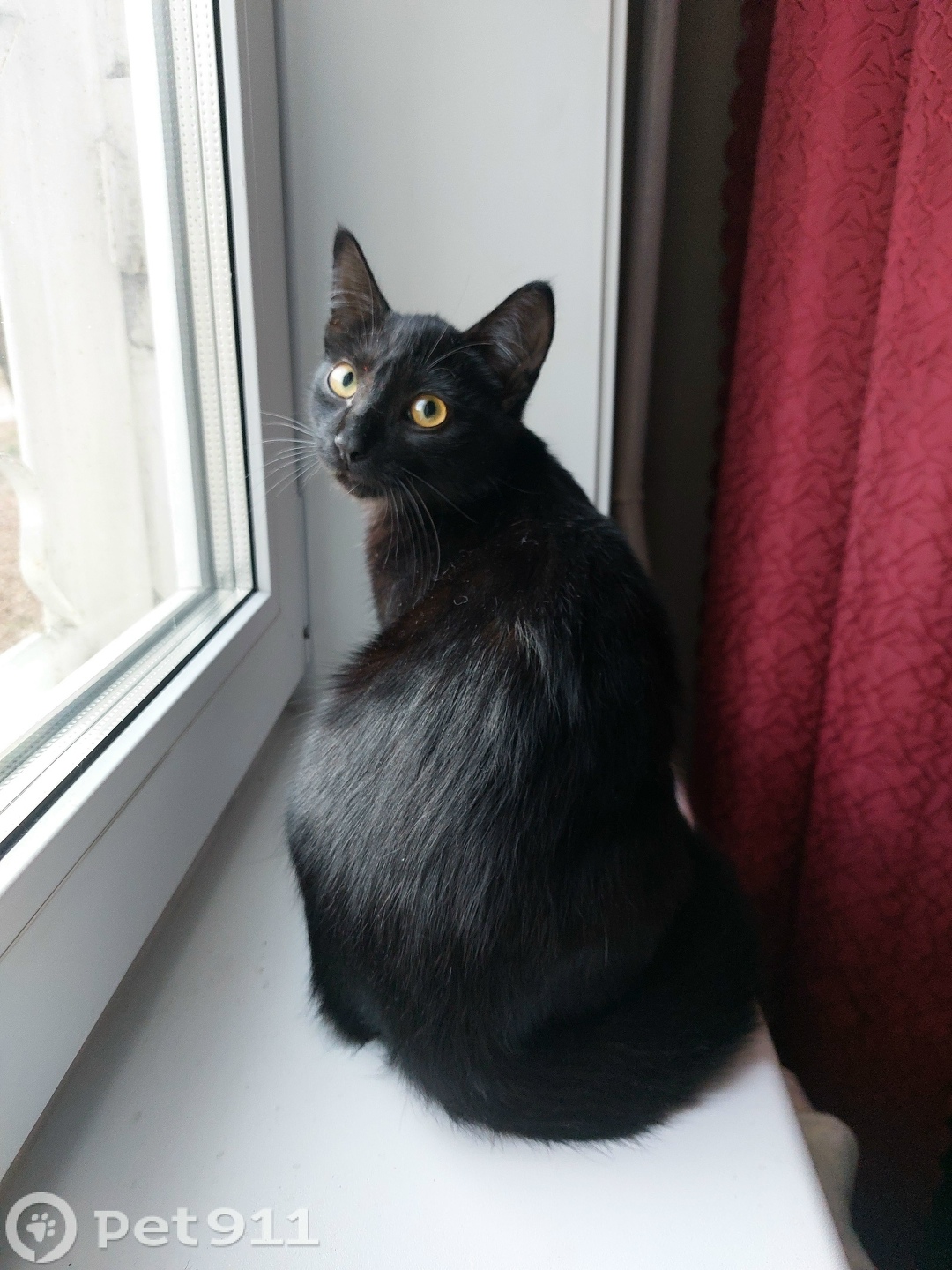 Найдена кошка в Иркутске — фото объявления