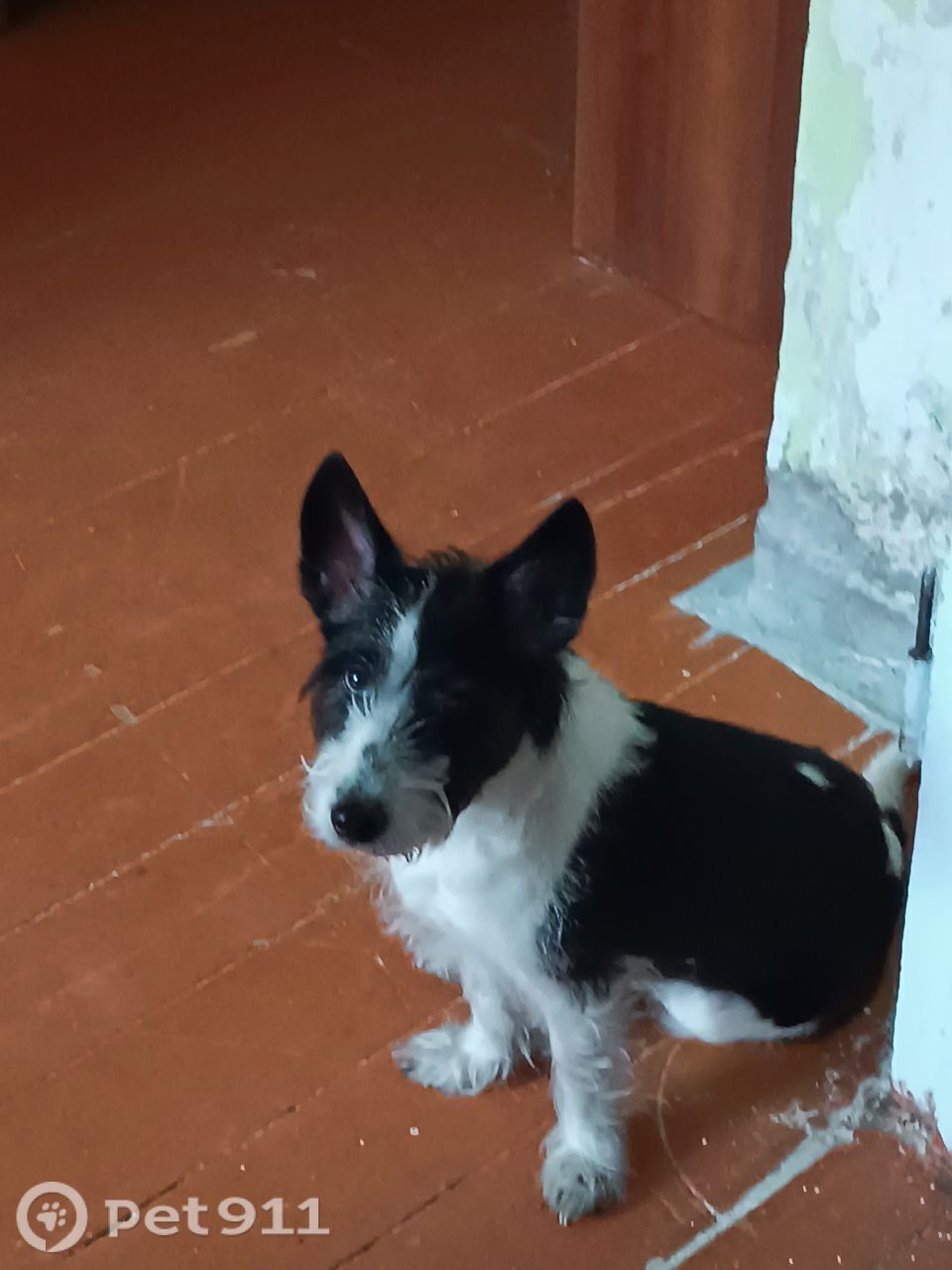 Пропала собака в Иркутске — фото объявления