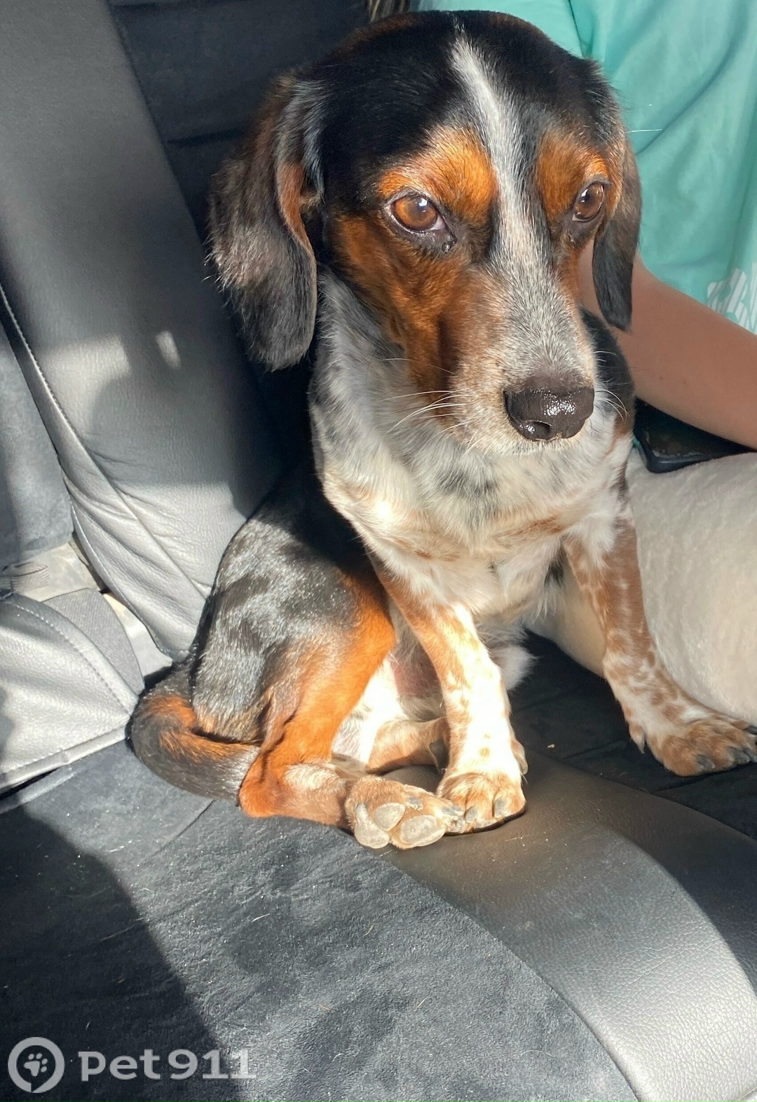 Пропала собака в Иркутске — фото объявления