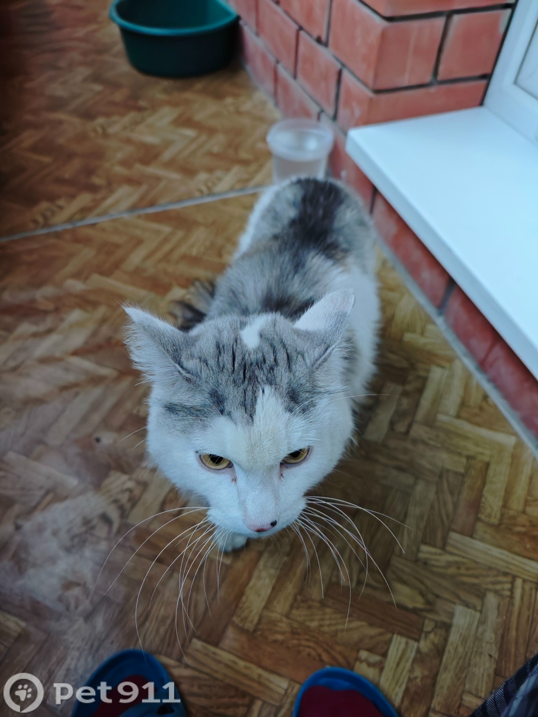 Найдена кошка в Иркутске — фото объявления