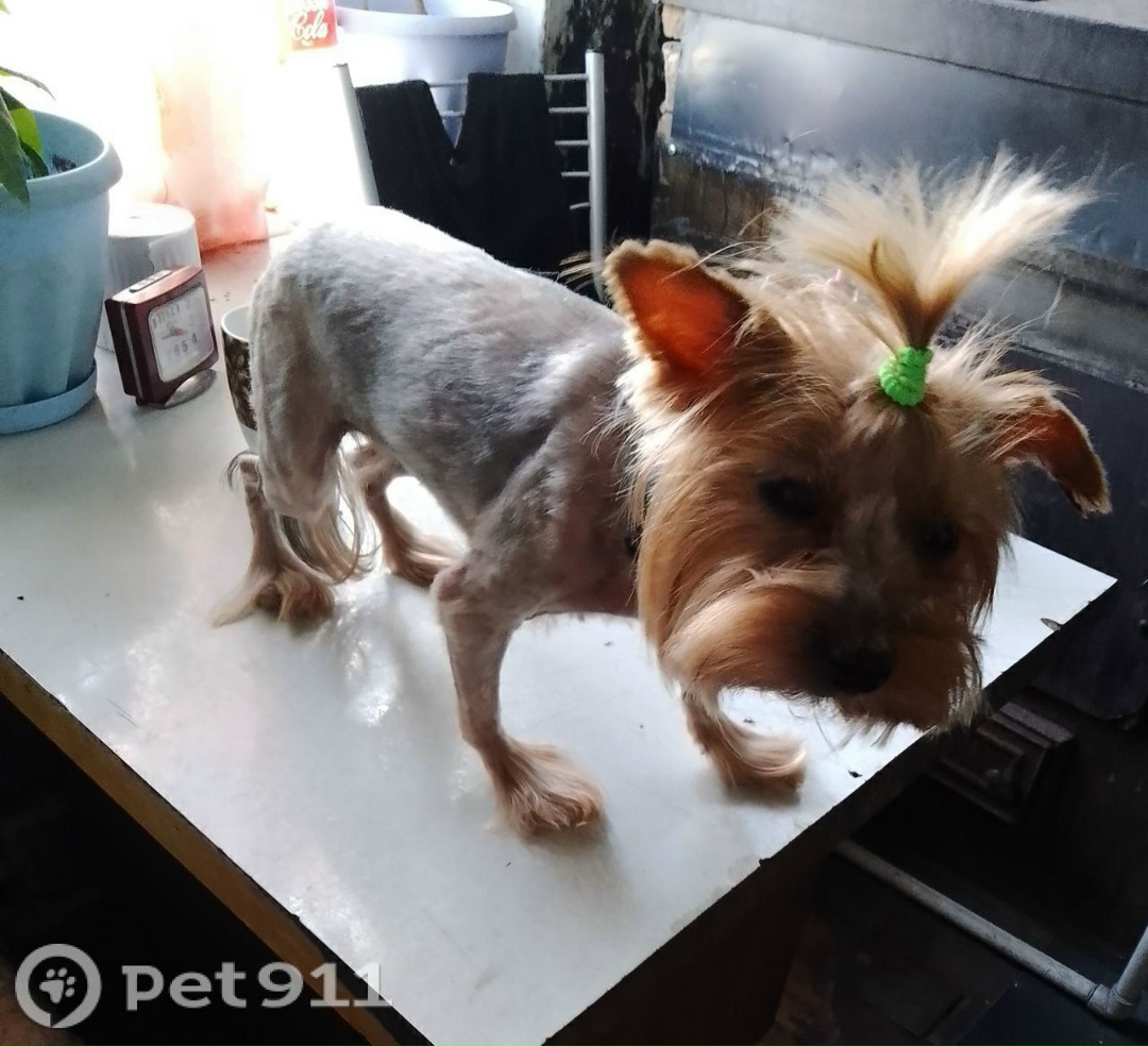 Пропала собака в Иркутске — фото объявления