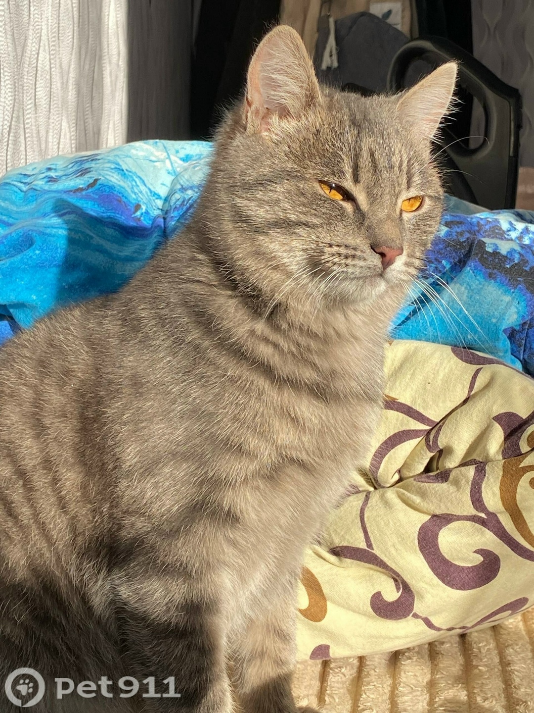 Пропала кошка в Иркутске — фото объявления