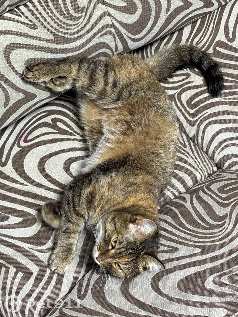 Найдена кошка в Иркутске — фото объявления