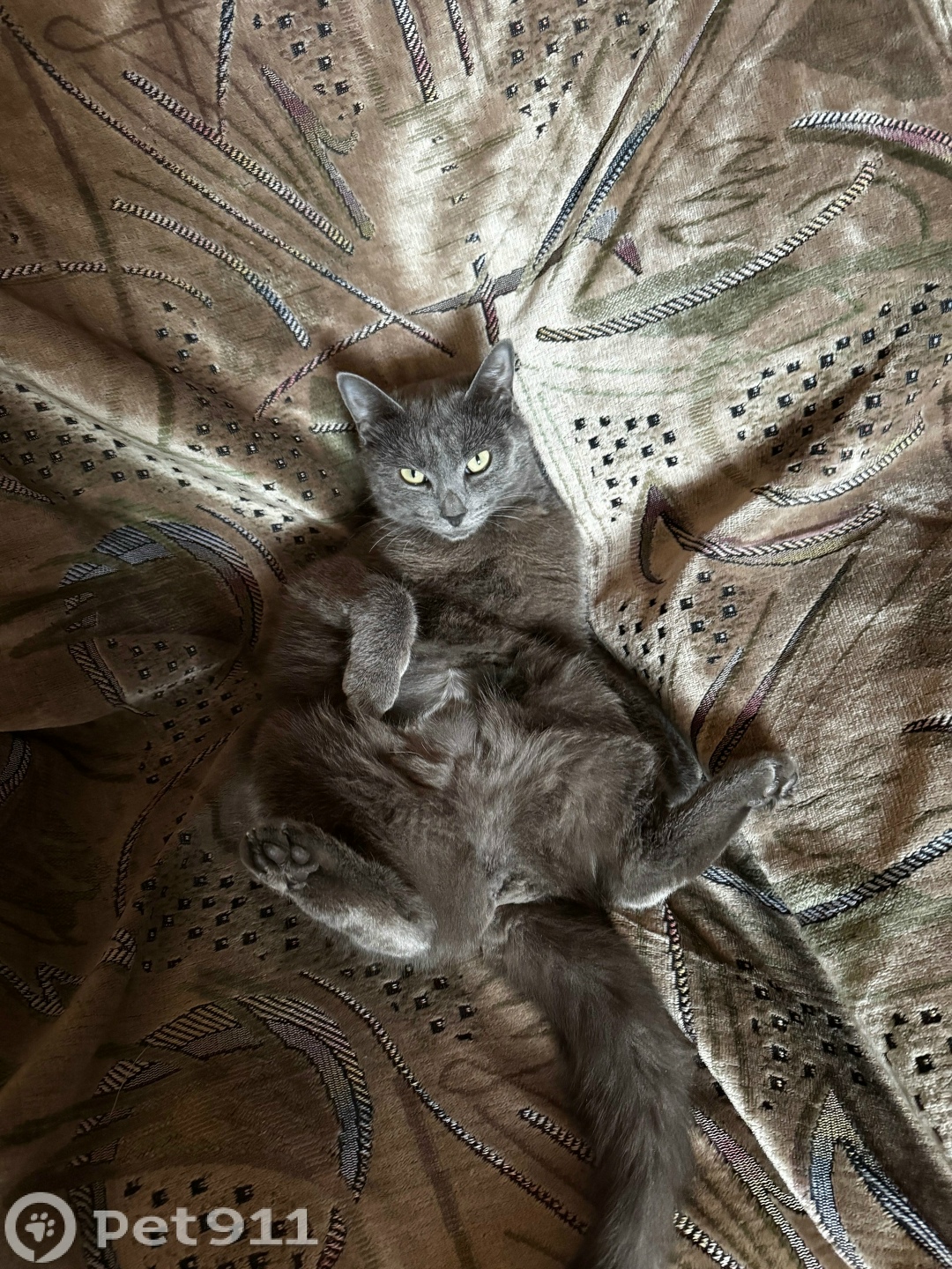 Пропала кошка в Иркутске — фото объявления