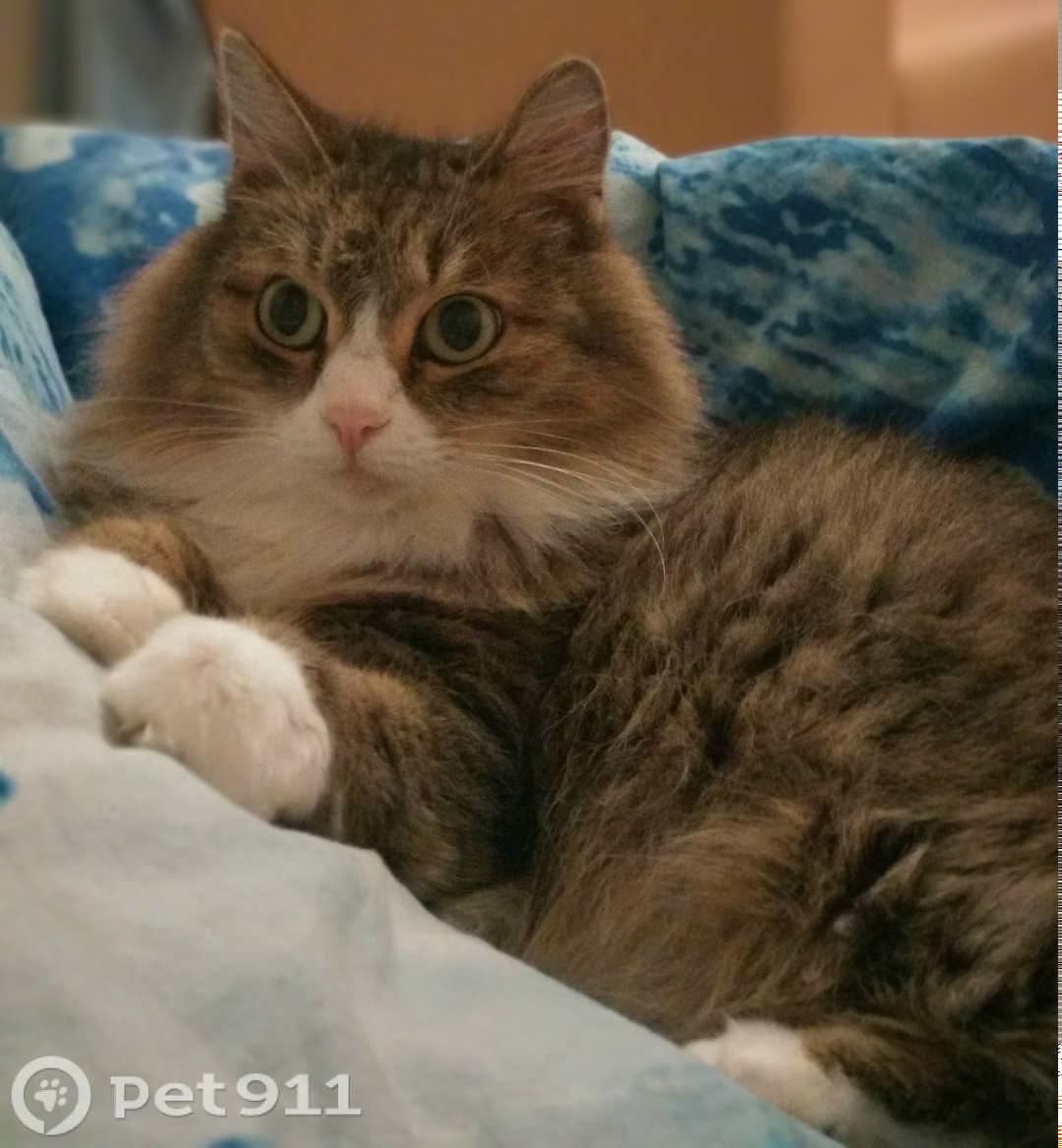 Пропала кошка в Иркутске — фото объявления