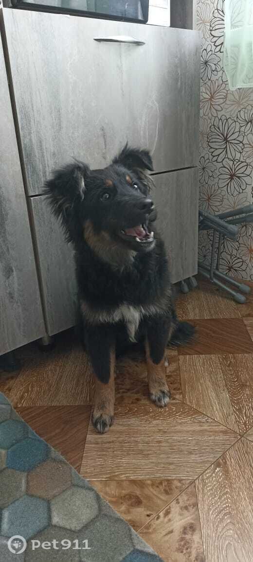 Найдена собака в Иркутске — фото объявления