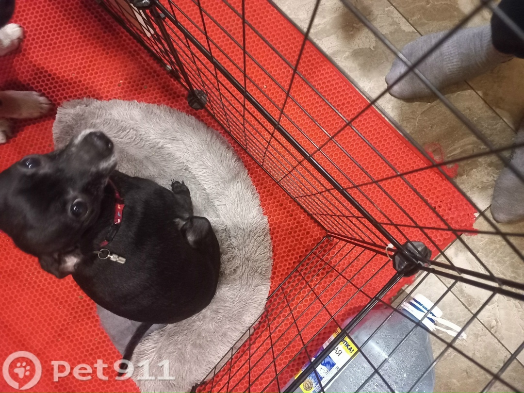 Пропала собака в Иркутске — фото объявления