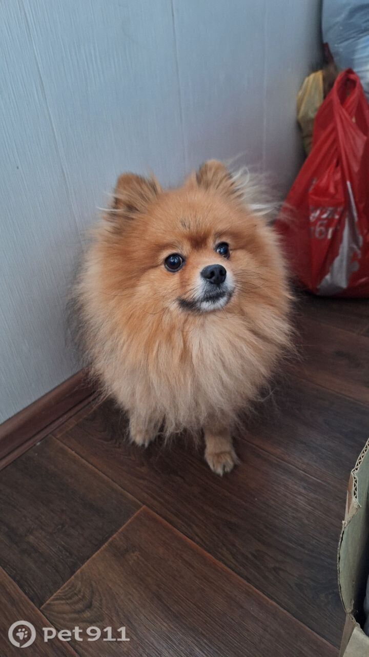 Найдена собака в Иркутске — фото объявления