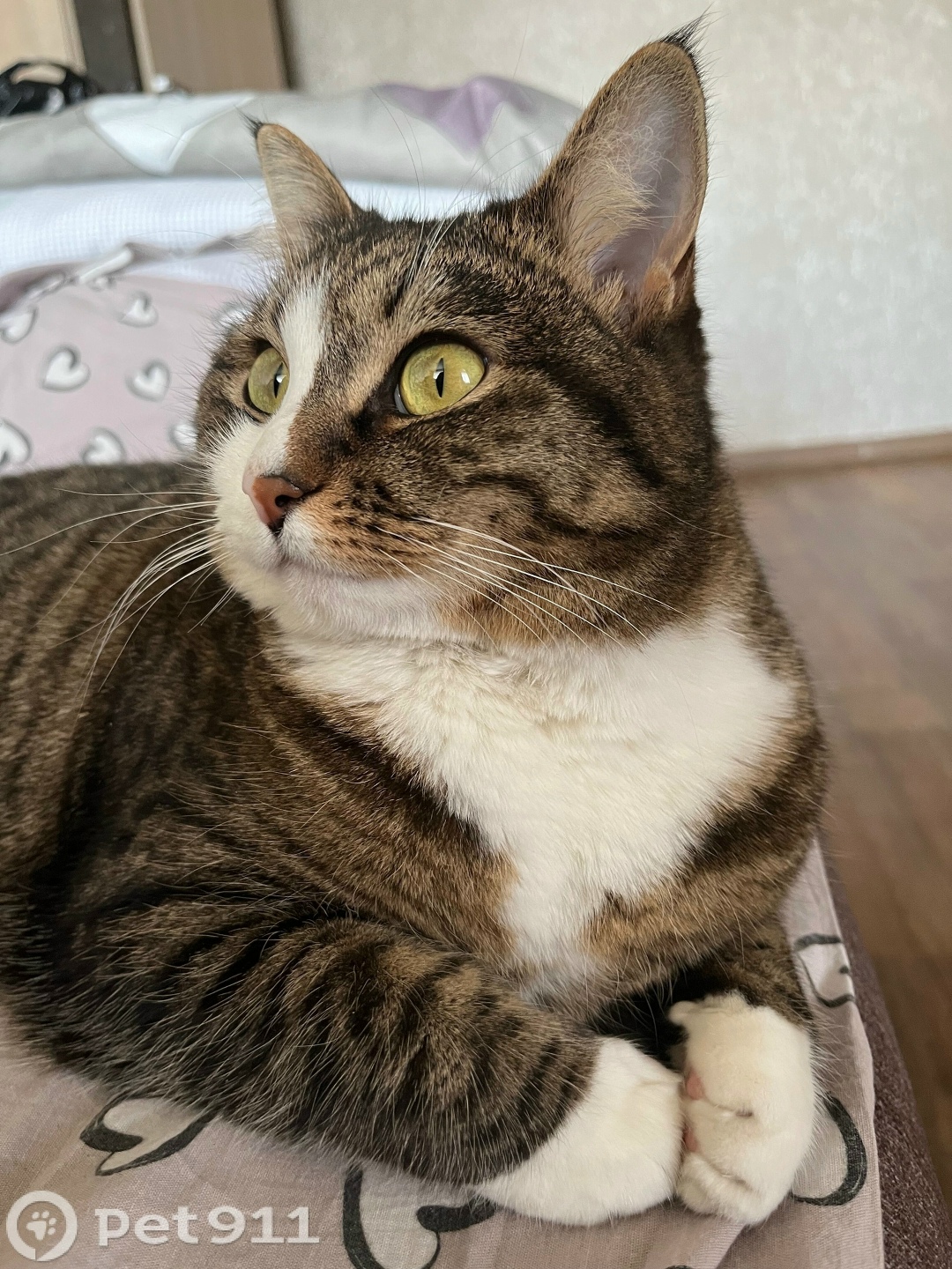 Пропала кошка в Иркутске — фото объявления