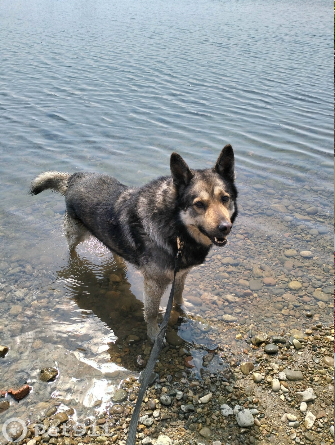 Пропала собака в Иркутске — фото объявления
