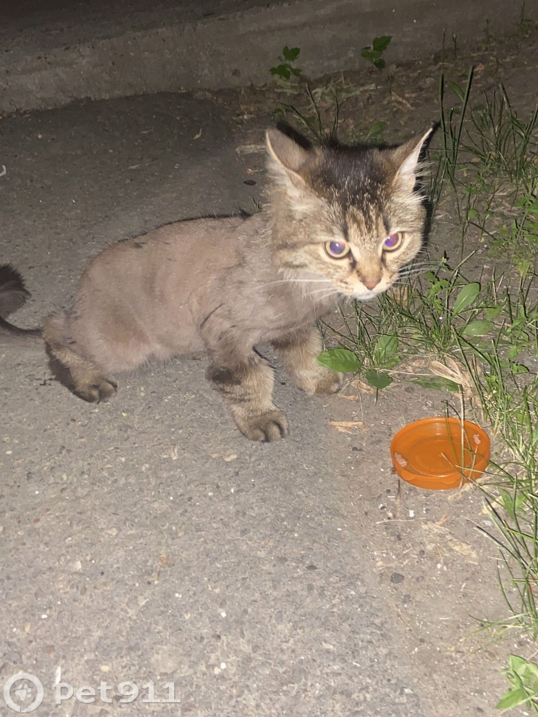 Пропала кошка в Иркутске — фото объявления