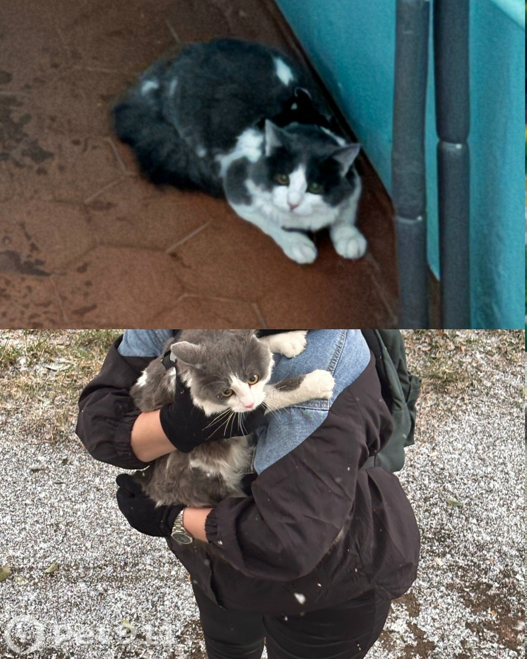 Найдена кошка в Иркутске — фото объявления