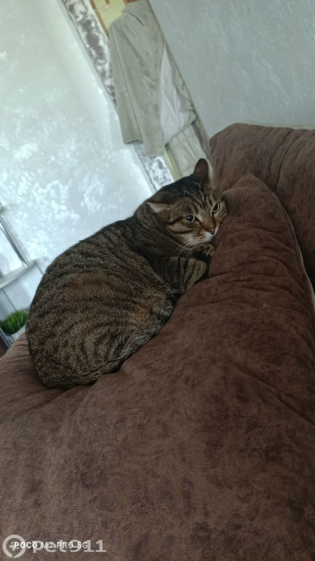 Пропала кошка в Иркутске — фото объявления