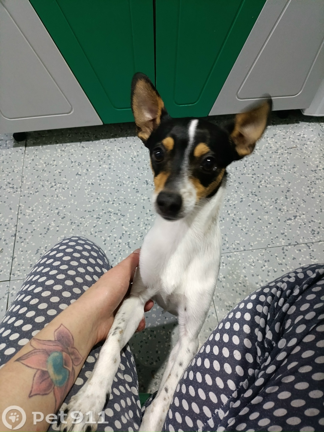 Пропала собака в Иркутске — фото объявления