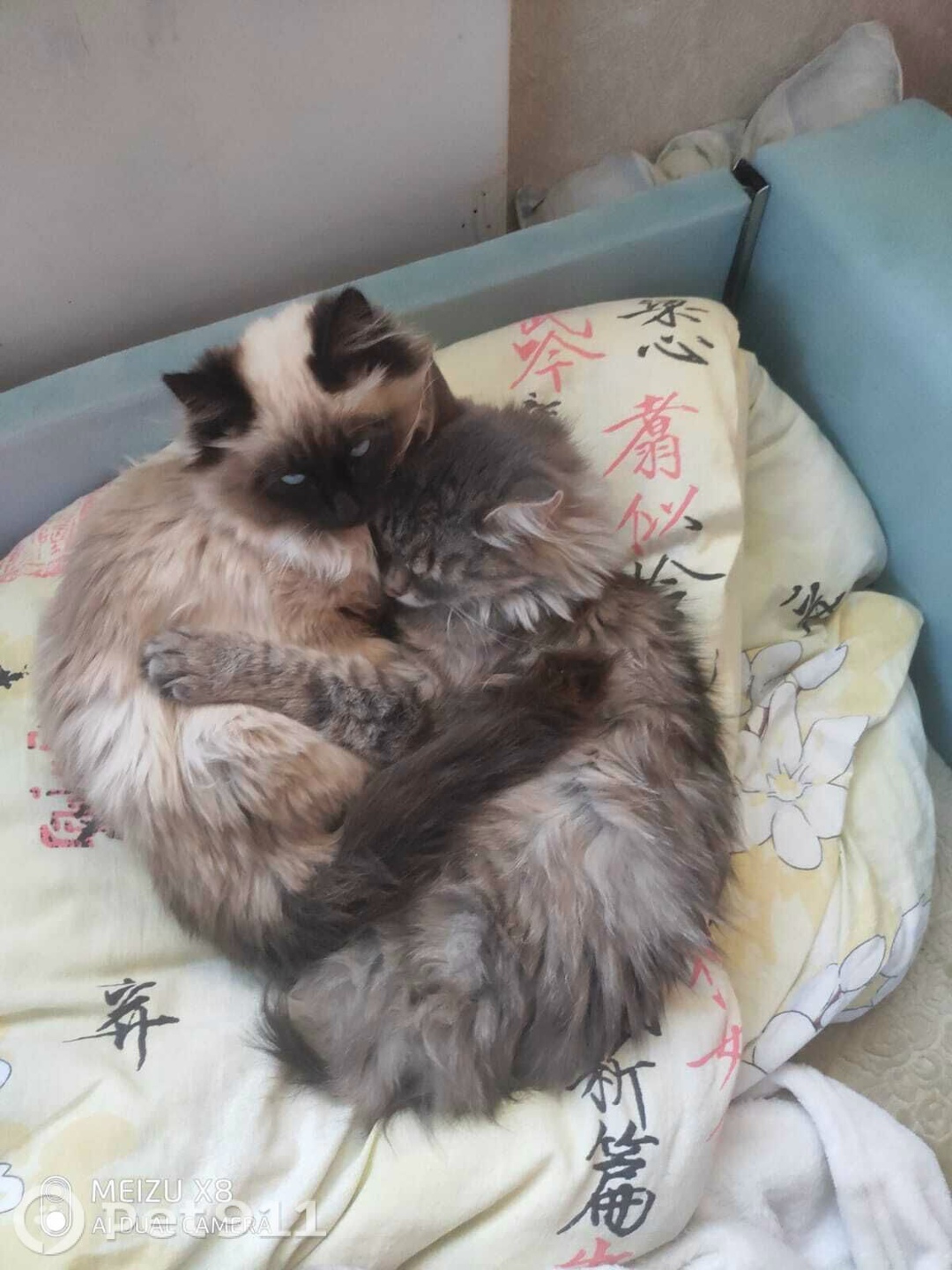 Пропала кошка в Иркутске — фото объявления