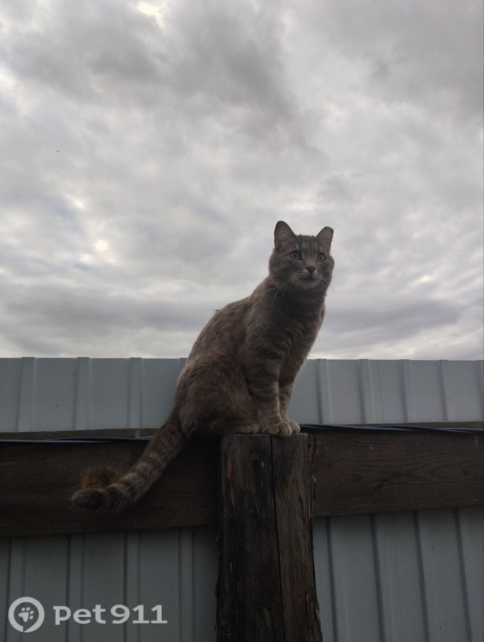 Пропала кошка в Иркутске — фото объявления