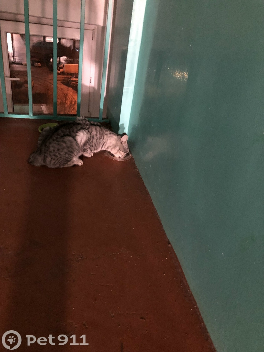 Найдена кошка в Иркутске — фото объявления