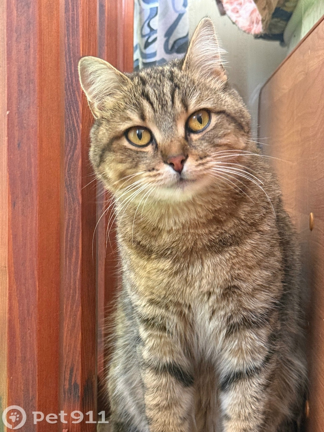 Пропала кошка в Иркутске — фото объявления