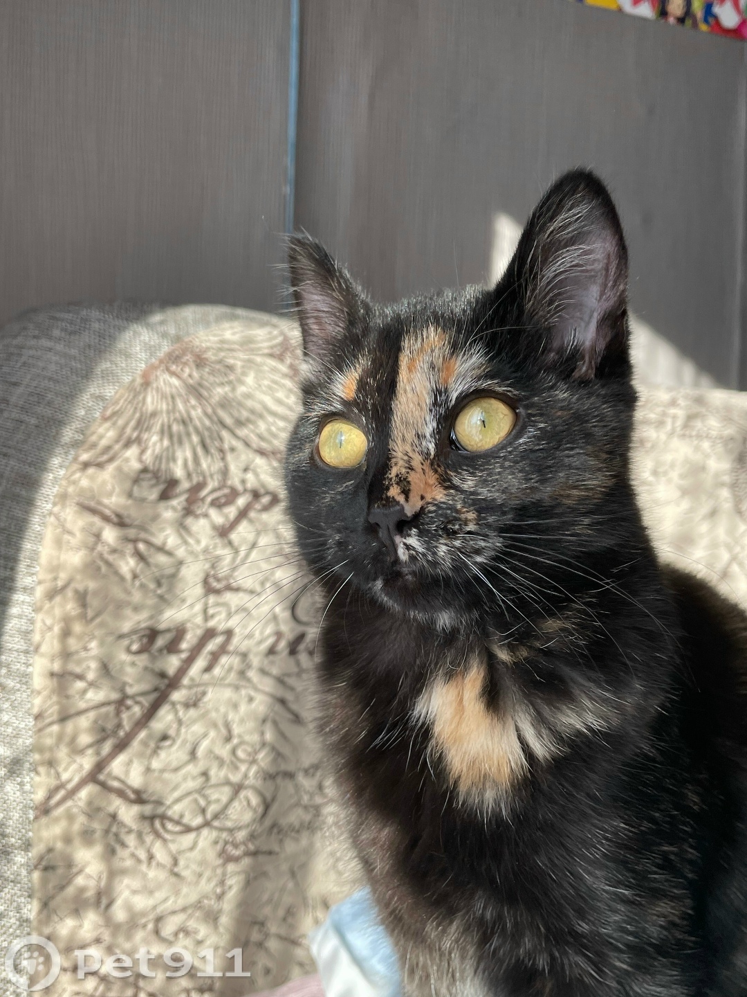 Пропала кошка в Иркутске — фото объявления