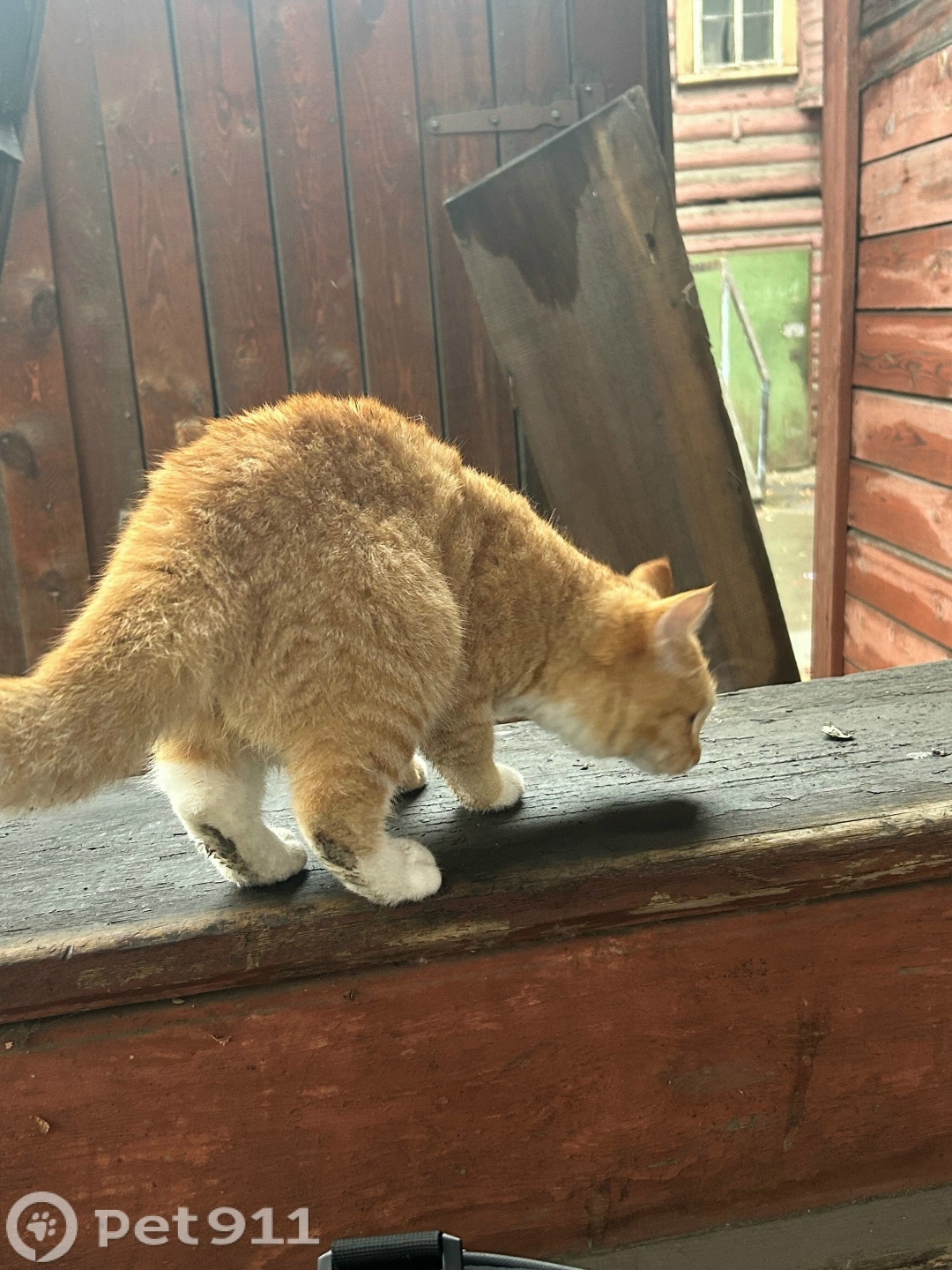 Найдена кошка в Иркутске — фото объявления