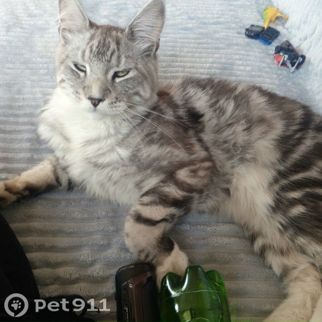 Пропала кошка в Иркутске — фото объявления