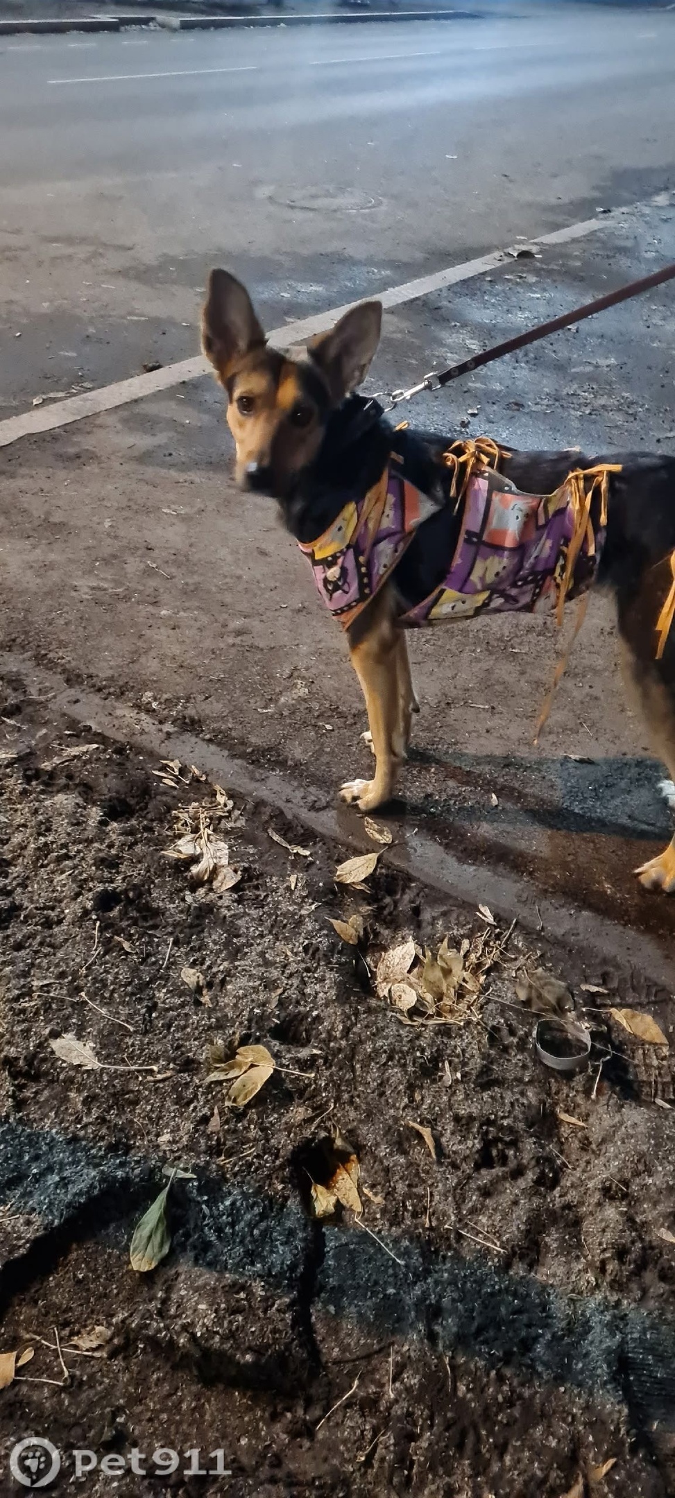 Найдена собака в Иркутске — фото объявления