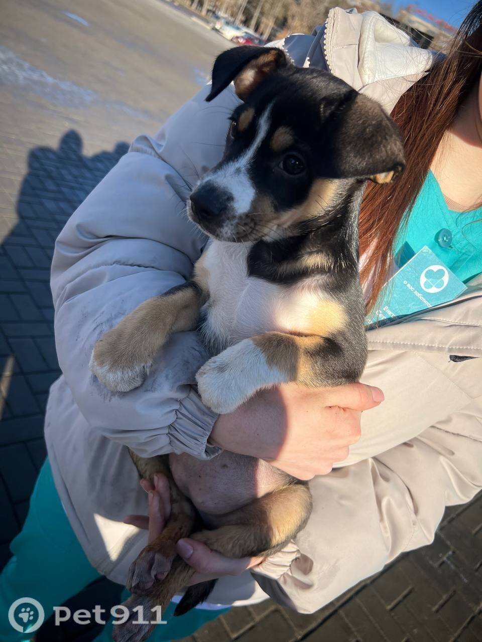 Найдена собака в Иркутске — фото объявления