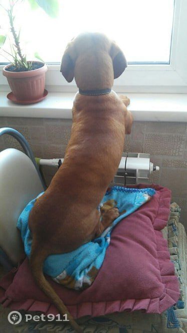 Пропала собака в Иркутске — фото объявления