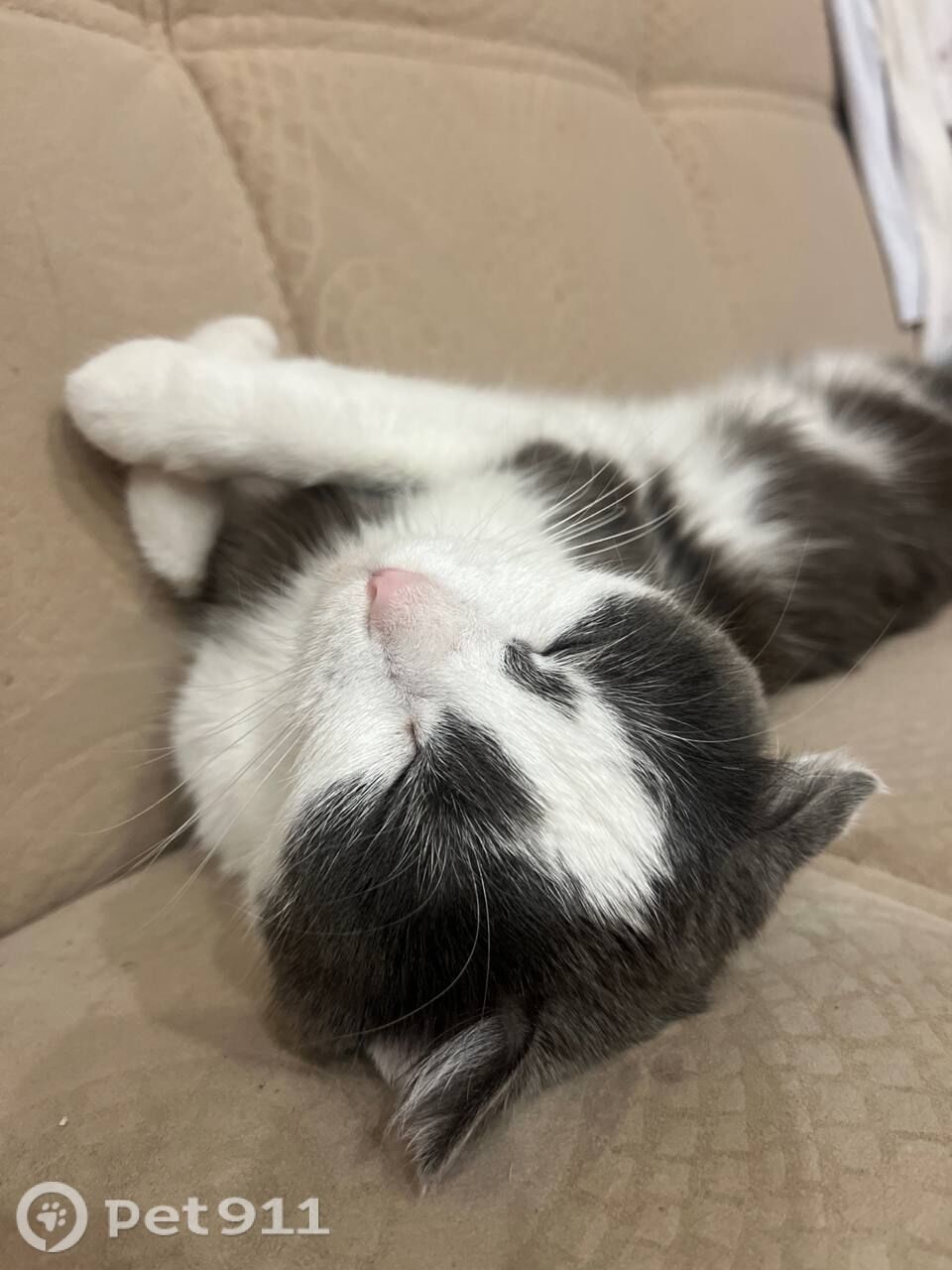 Найдена кошка в Иркутске — фото объявления