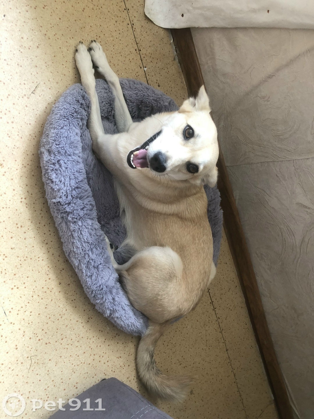 Пропала собака в Иркутске — фото объявления