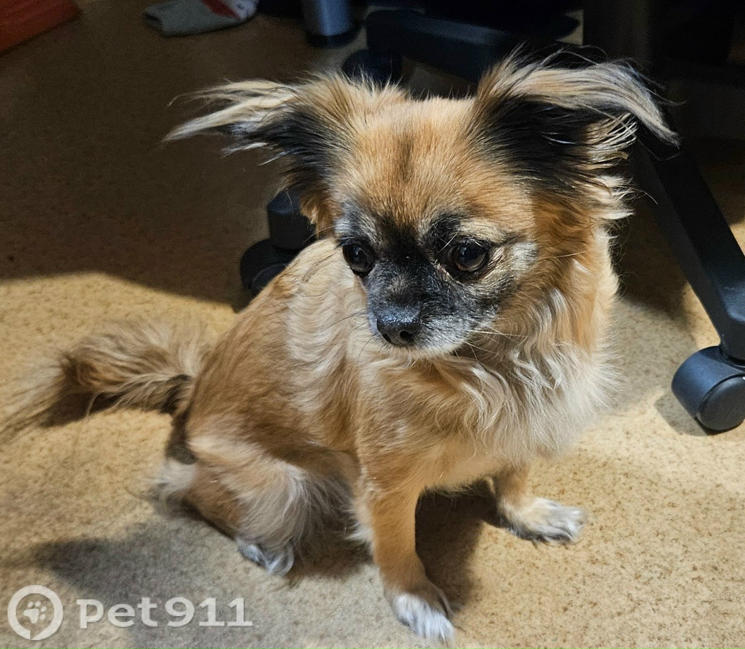 Найдена собака в Иркутске — фото объявления