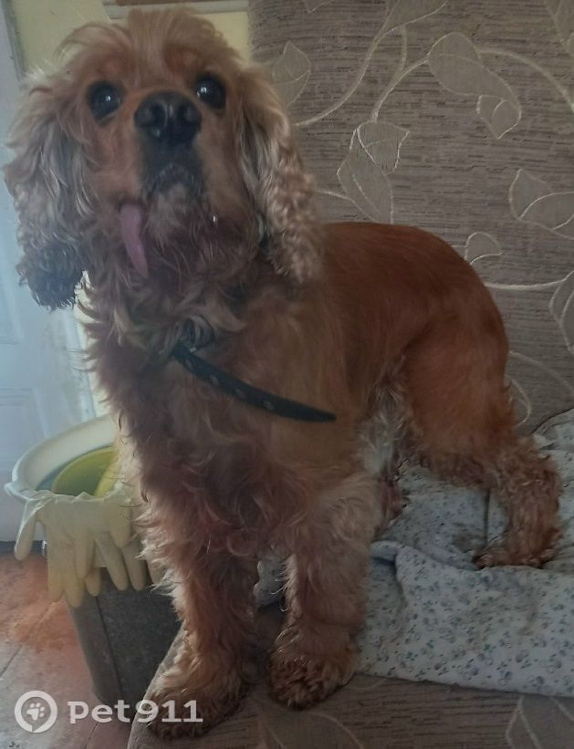 Найдена собака в Иркутске — фото объявления