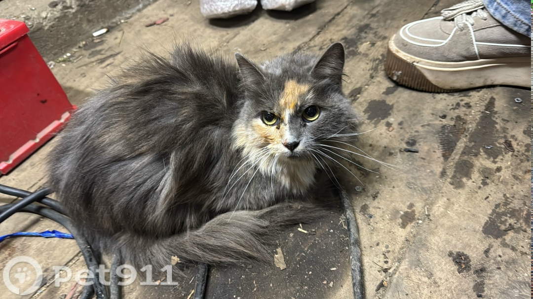 Найдена кошка в Иркутске — фото объявления