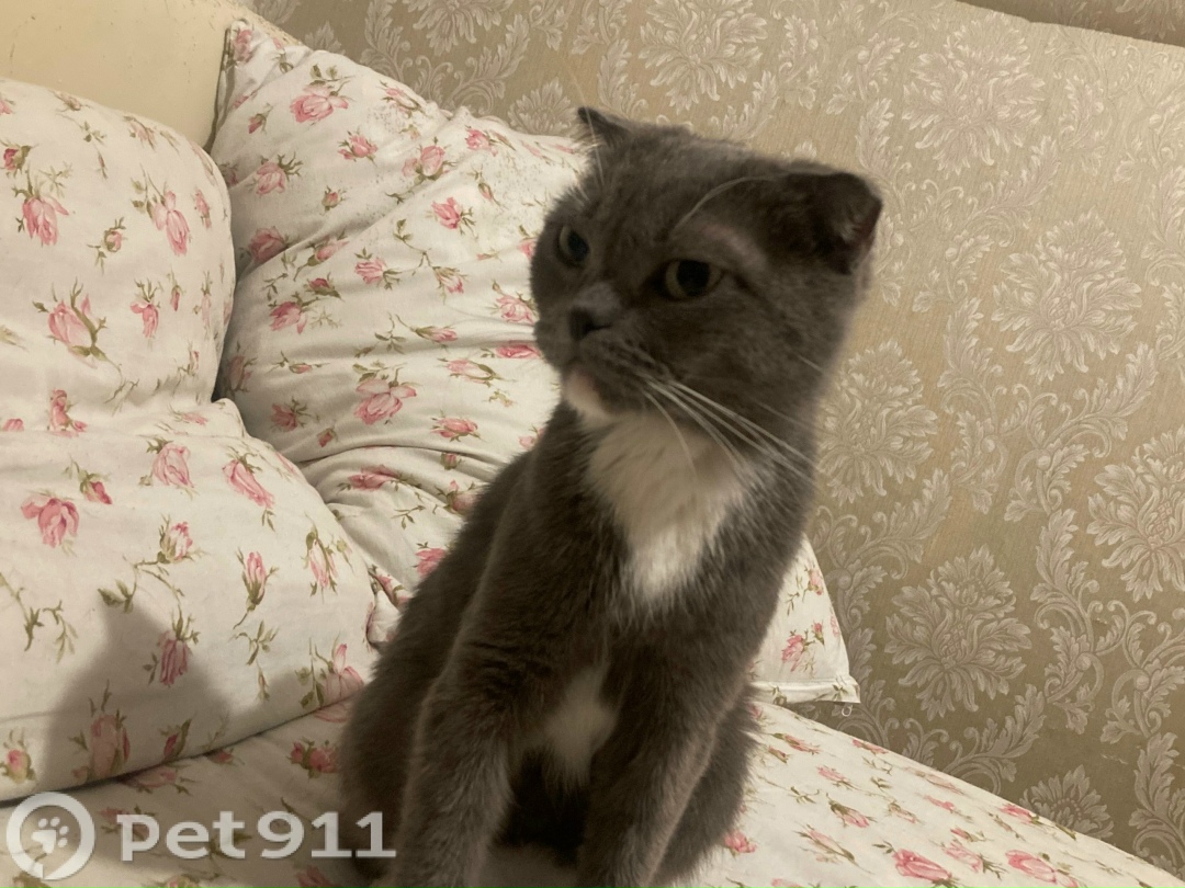 Найдена кошка в Иркутске — фото объявления