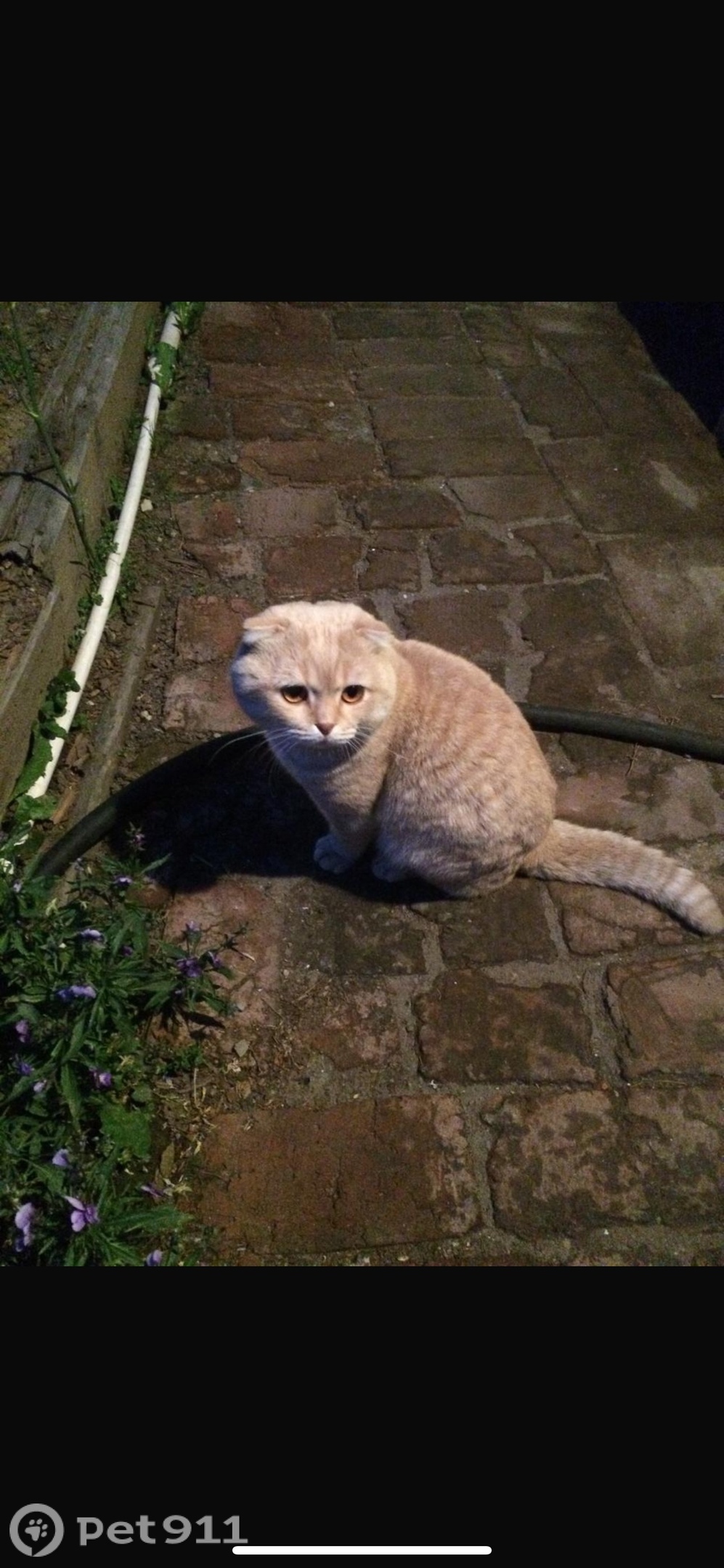 Пропала кошка в Иркутске — фото объявления