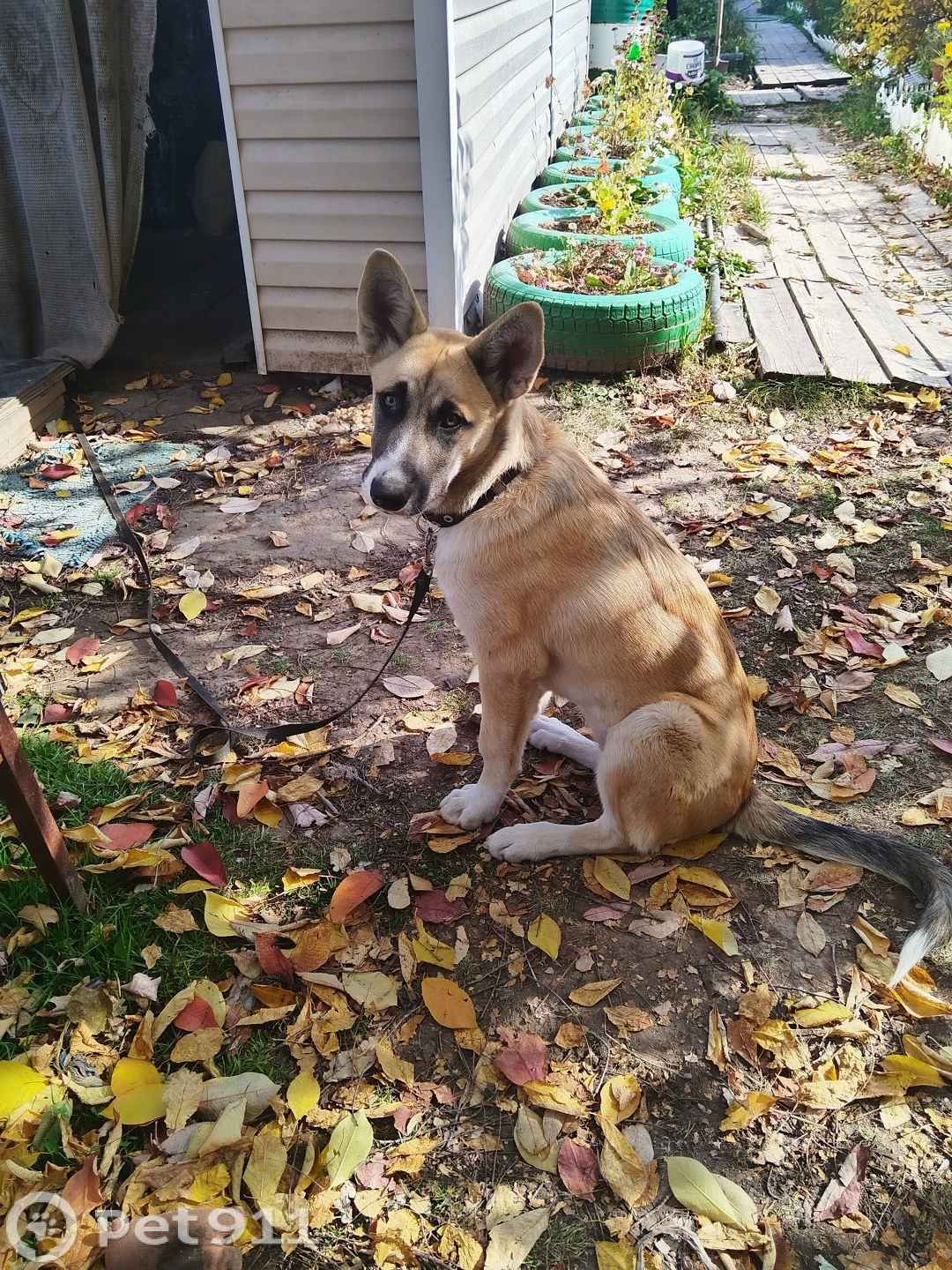 Пропала собака в Иркутске — фото объявления