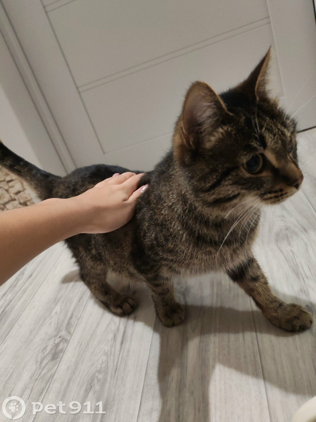 Найдена кошка в Иркутске — фото объявления