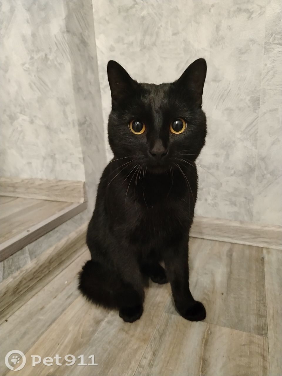 Найдена кошка в Иркутске — фото объявления