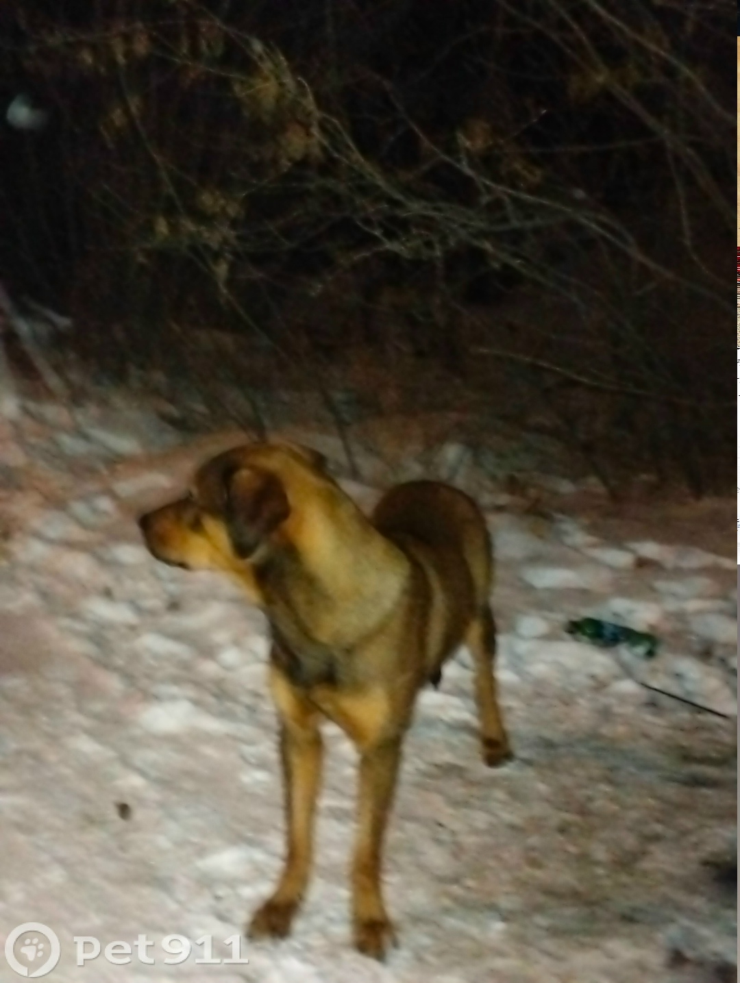 Найдена собака в Иркутске — фото объявления