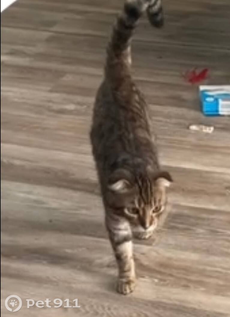 Пропала кошка в Иркутске — фото объявления