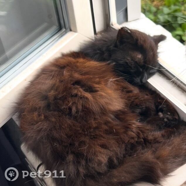 Пропала кошка в Иркутске — фото объявления