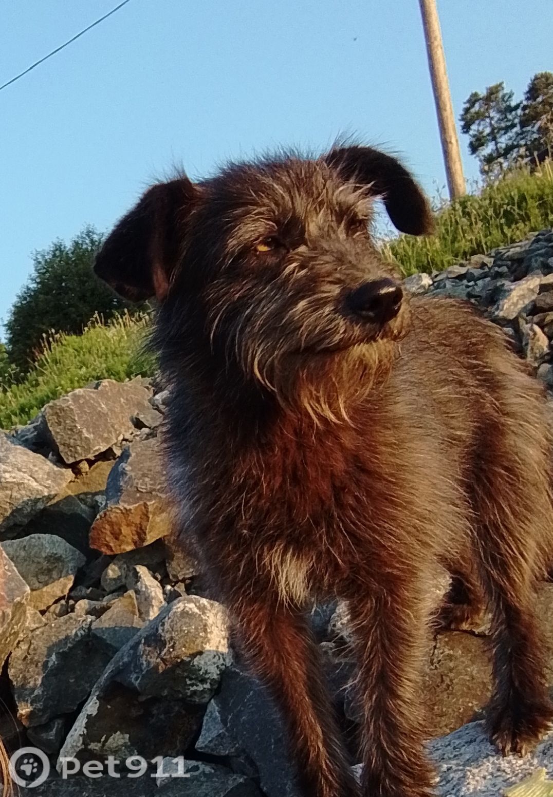 Пропала собака в Иркутске — фото объявления