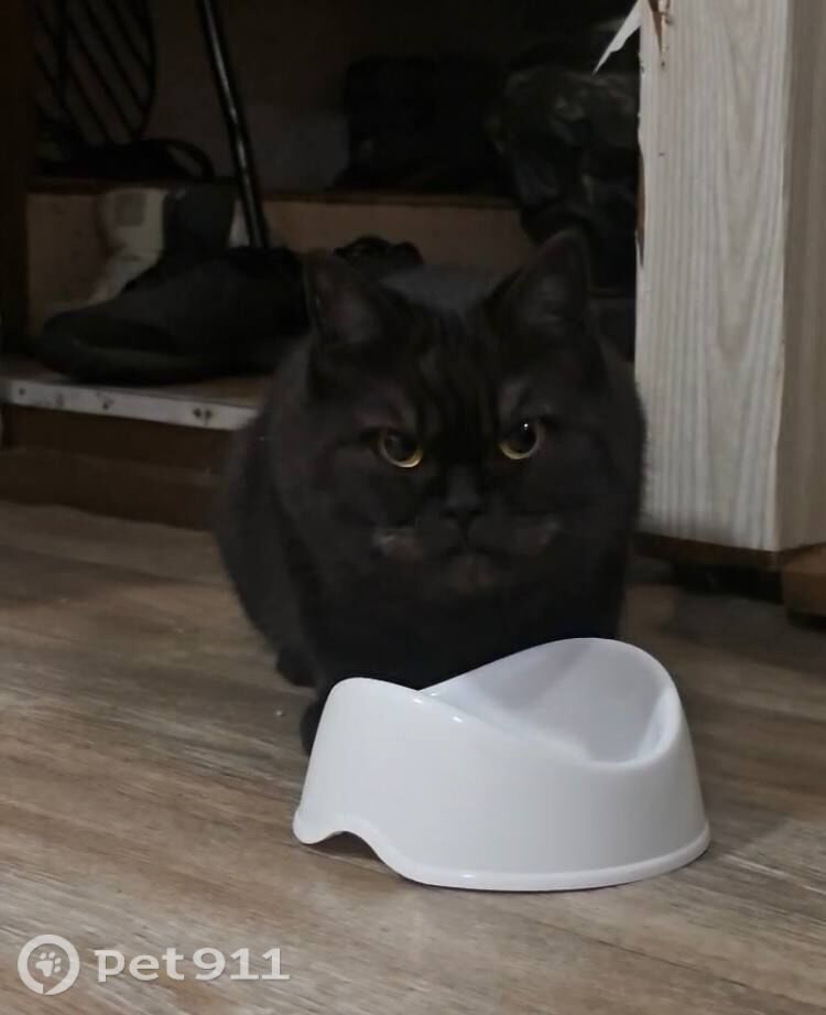 Найдена кошка в Иркутске — фото объявления