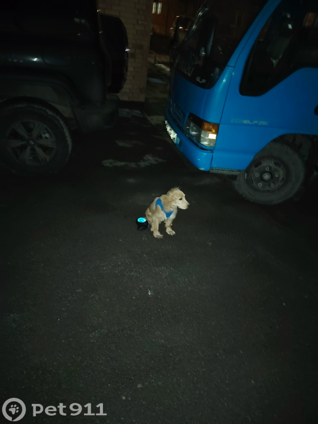 Найдена собака в Иркутске — фото объявления