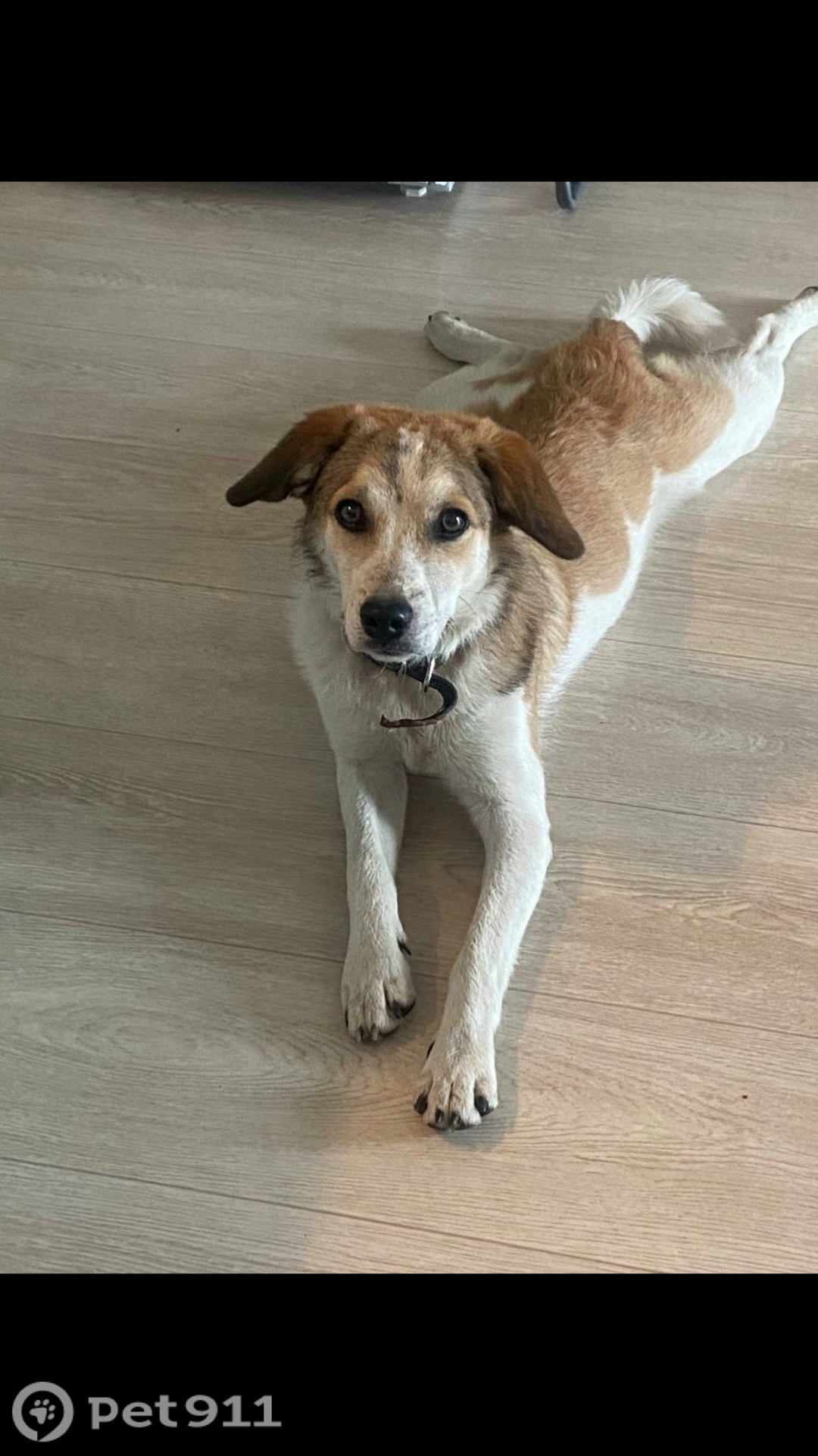 Найдена собака в Иркутске — фото объявления