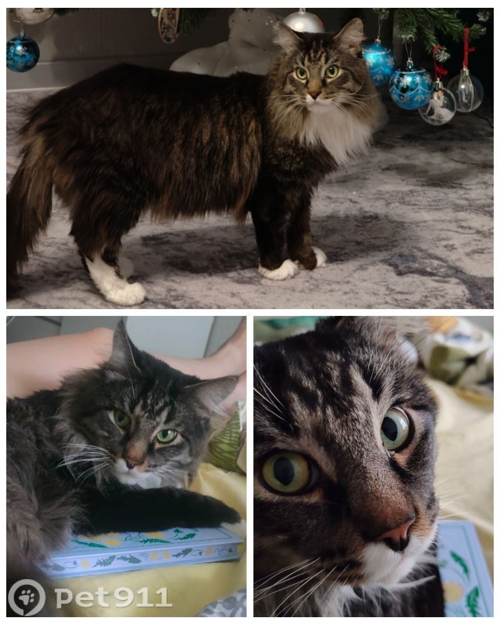 Пропала кошка в Иркутске — фото объявления