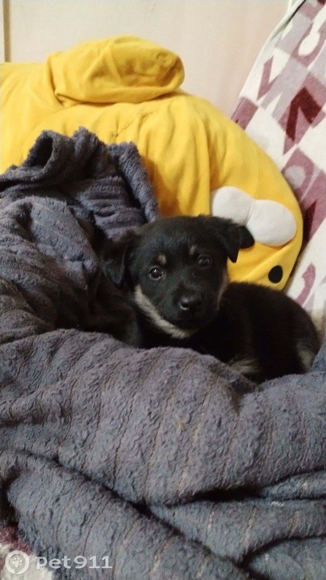 Найдена собака в Иркутске — фото объявления